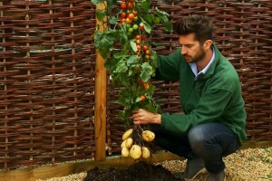 Postoji li TomTato - biljka na kojoj istovremeno rodi krompir i paradajz?