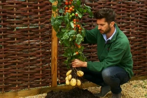 Postoji li TomTato - biljka na kojoj istovremeno rodi krumpir i rajčica?