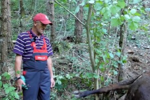 Medvjed usmrtio kravu za koju Hajrudin i sad otplaćuje kredit