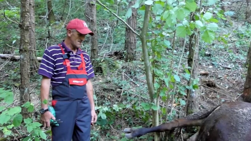Medved ubio kravu za koju Hajrudin i sad otplaćuje kredit