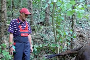 Medvjed usmrtio kravu za koju Hajrudin i sad otplaćuje kredit