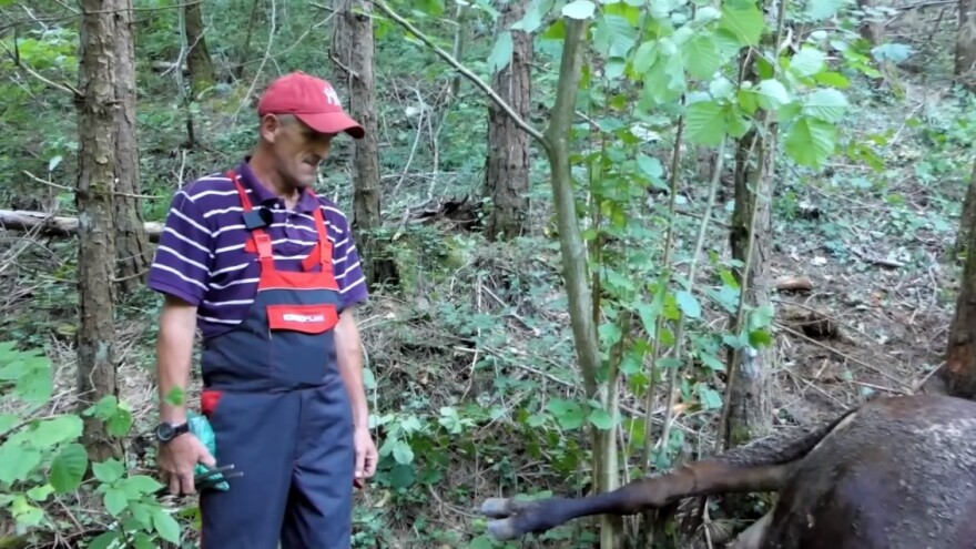 Medvjed usmrtio kravu za koju Hajrudin i sad otplaćuje kredit