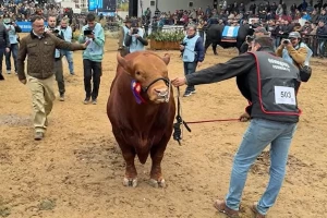 Oboren rekord: Polovina bika Brangusa prodata za više od 170.000 američkih dolara