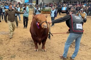 Pola bika pasmine Brangus prodano za više od 170 tisuća eura