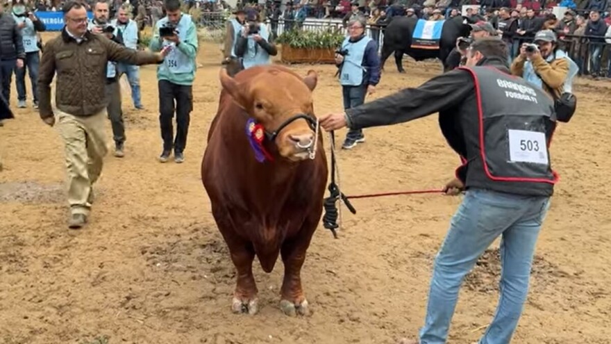 Pola bika pasmine Brangus prodano za više od 170 tisuća eura