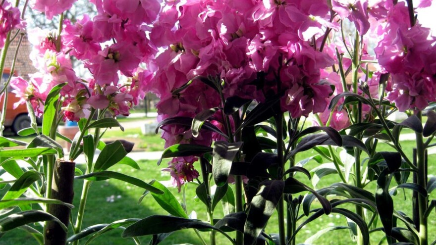 Šeboj cveće po prozoru se razmeće