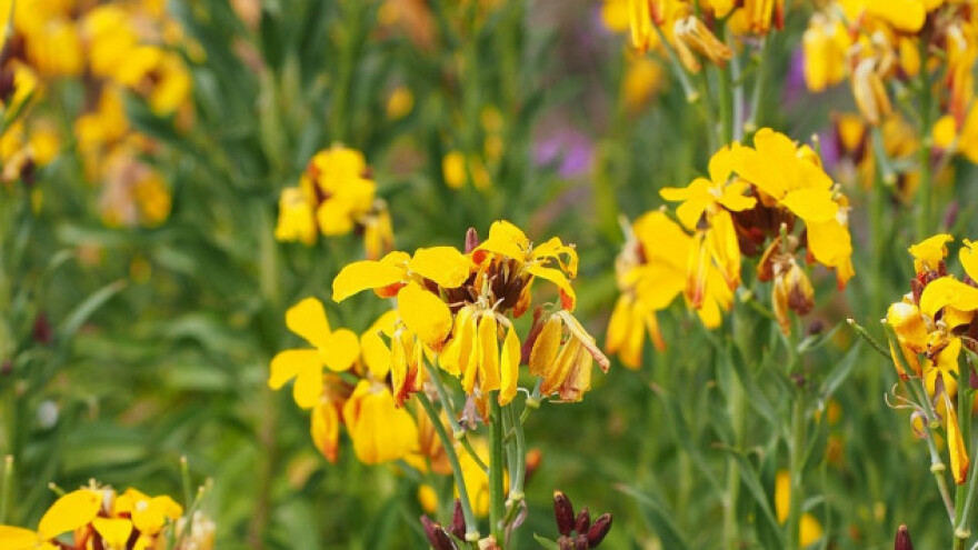Šeboj - mirisna cvjetnica skromnih zahtjeva