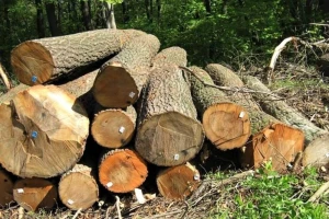 Peticija za zabranu seče šuma na Fruškoj gori nastavlja se do avgusta