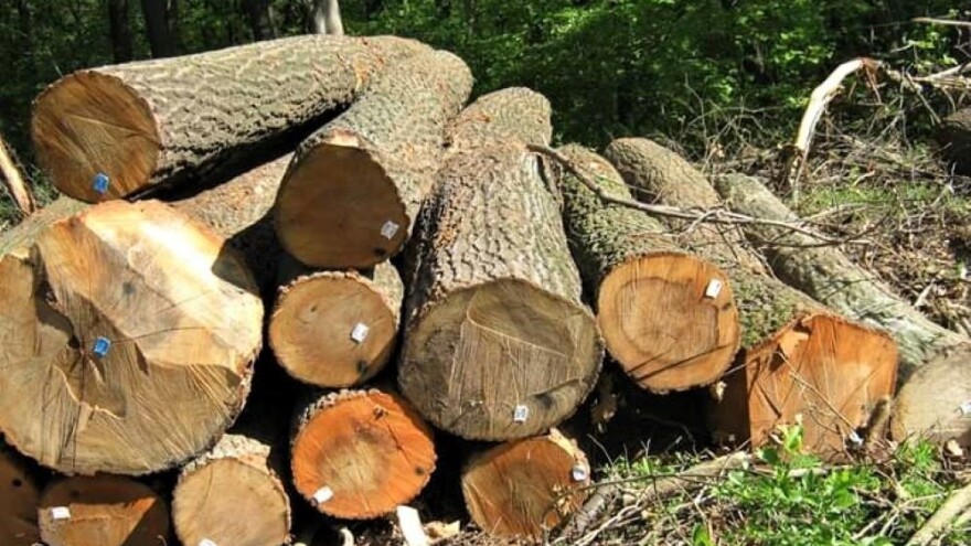 Peticija za zabranu seče šuma na Fruškoj gori nastavlja se do avgusta