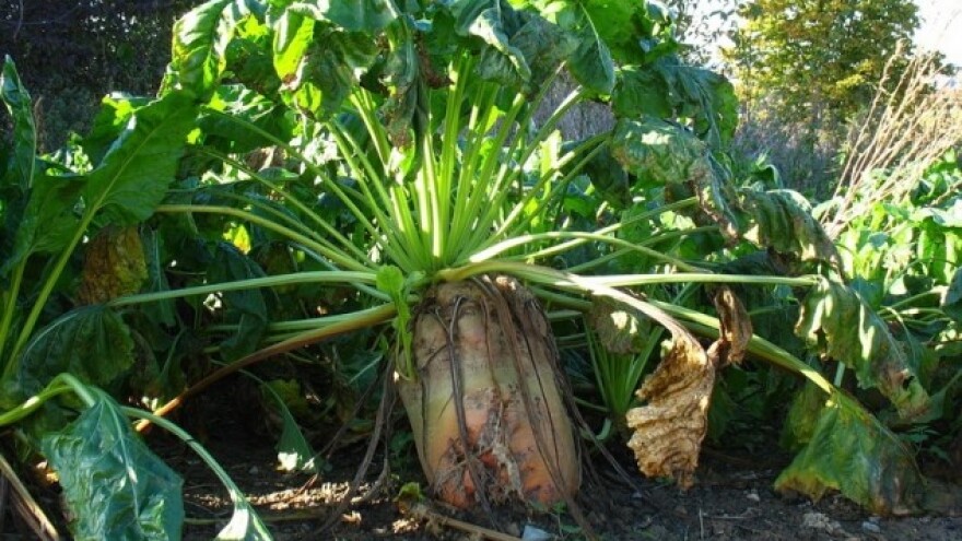 Može li se porezom na šećer štititi zdravlje?