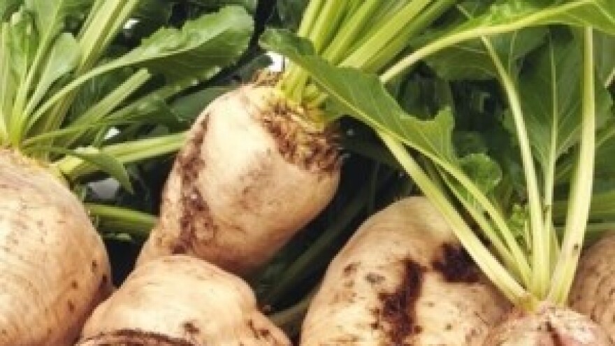 Operom protiv pjegavosti lišća šećerne repe