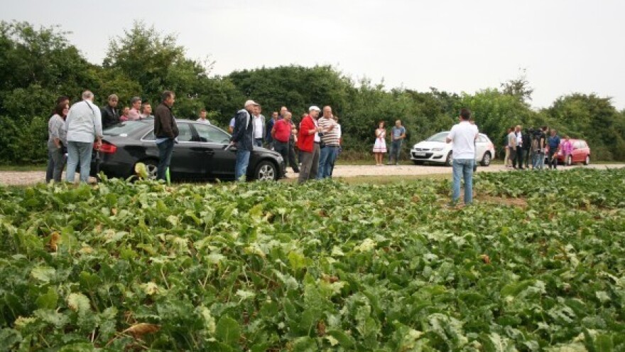 Hrvatsko tržište sadnim asortimanom šećerne repe