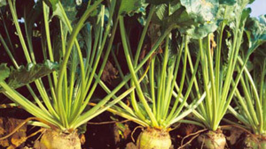 Prinos šećerne repe smanjen zbog suše