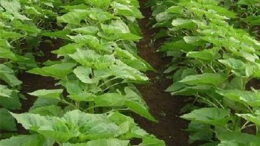 Većina virovitičkog šećera završila na domaćem tržištu