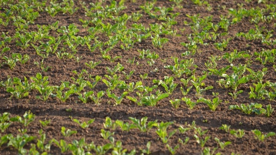 Sjetva šećerne repe krenula ranije, a otkupne cijene pšenice nešto više