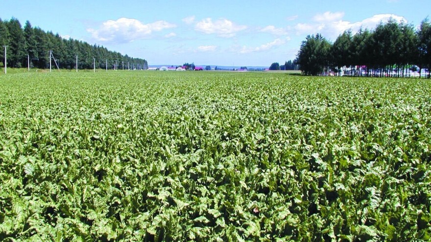 Proizvođači šećerne repe, pošaljite zahtjev za potporu!
