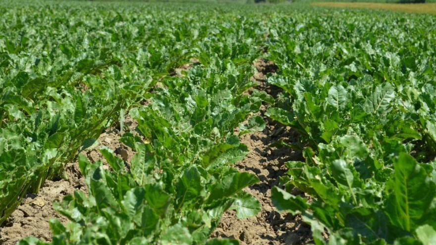 Odbor za poljoprivredu Sabora jednoglasan: Hrvatska mora održati proizvodnju šećera