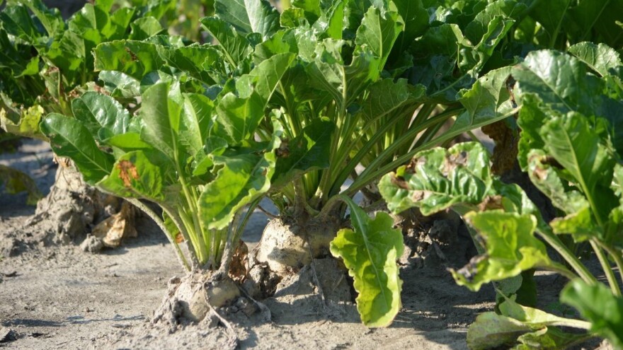 Potpore za šećernu repu i proizvođačima koji ju nisu ostvarili u 2019. i 2020.