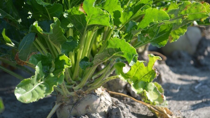 Budućnost hrvatskog šećera: Zakon o poljoprivrednom zemljištu mora uključiti i repu