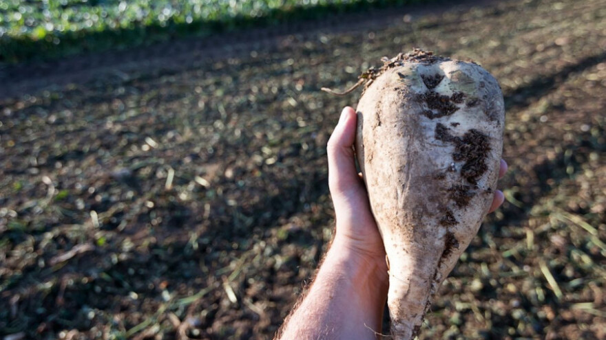 Ukinuta je  kvota za šećer, što dalje?