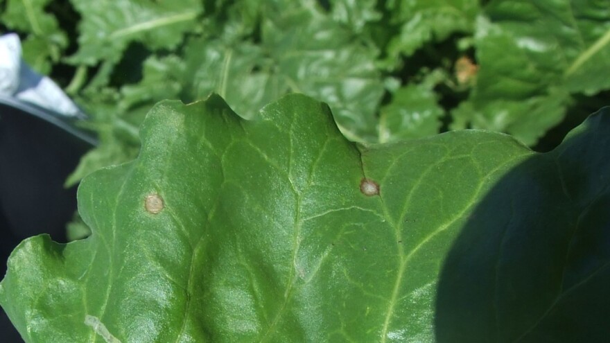 Pegavost lišća šećerne repe - šta činiti?