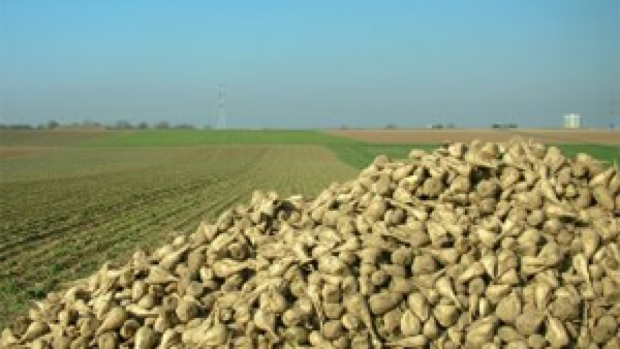 Srbija ustraje u zabrani izvoza šećerne repe Hrvatskoj