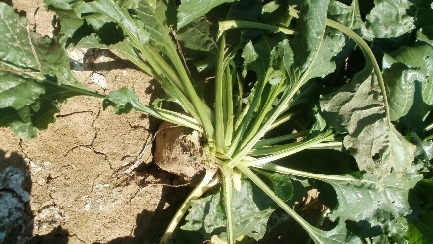 Viro: Racionalizacija poslovanja na razini Hrvatske industrije šećera