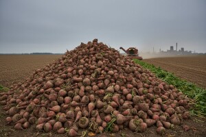 Šećerna repa - i dalje dohodovna kultura