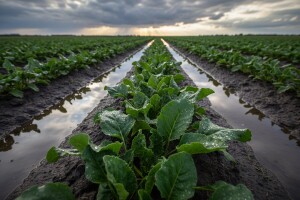 Šećerna repa kišama odolijeva