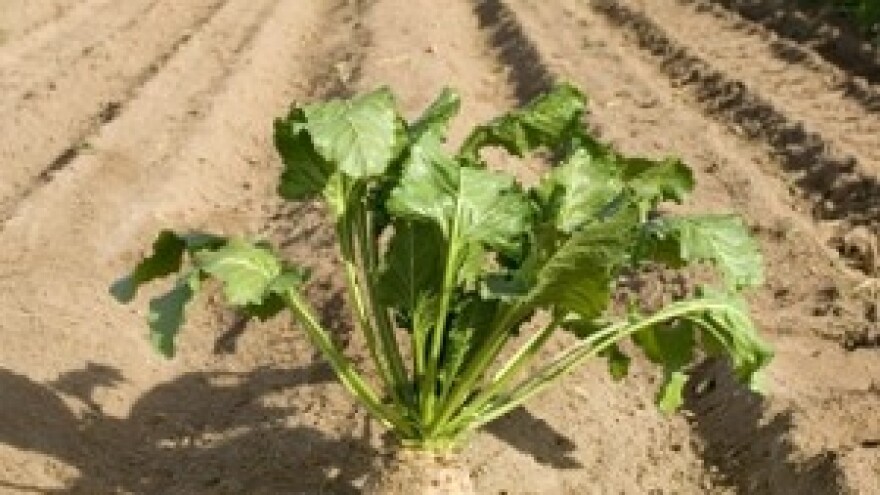 Srbija ne da repu našim šećeranama