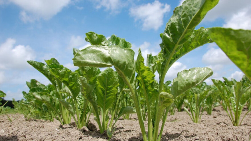 Šećerna repa u dobroj kondiciji