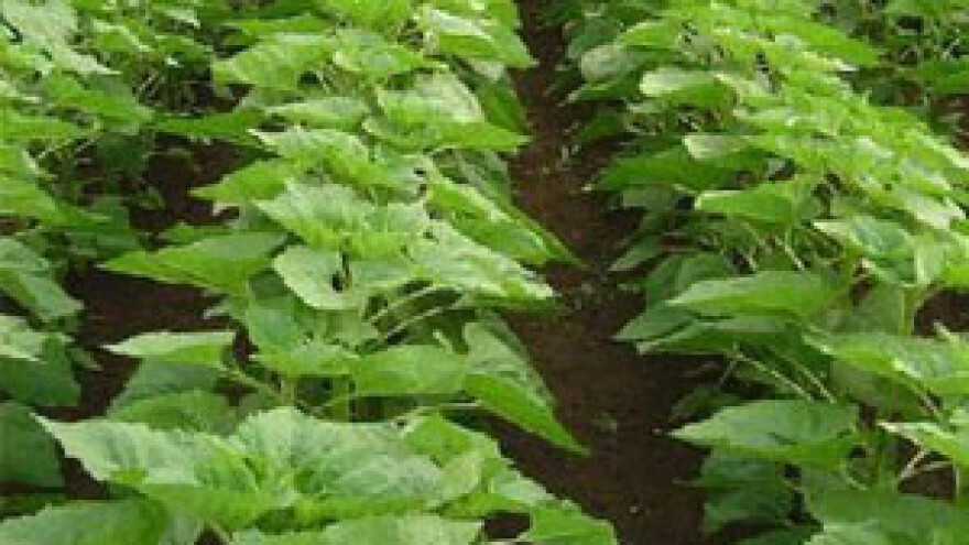 Suša smanjila prinose