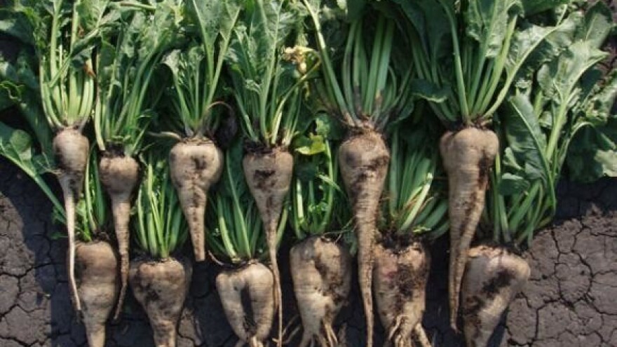 Prerađeno 74.000 tona slatkog korijena