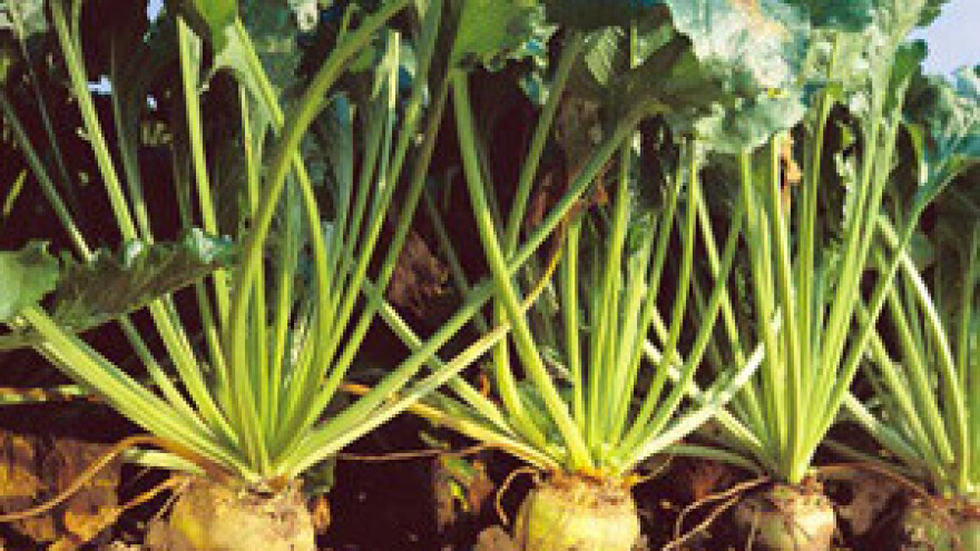 Počela kampanja šećerne repe