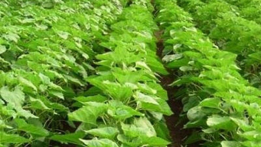 Šećerna repa obećava dobar urod