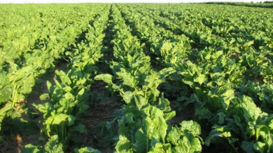 Započela sjetva šećerne repe