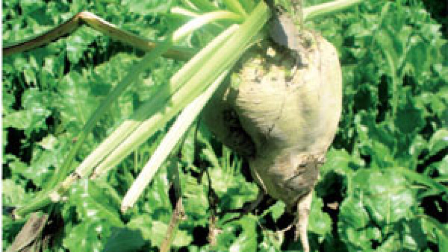 Unatoč suši u osječkoj i županjskoj šećerani očekuju dobru kampanju