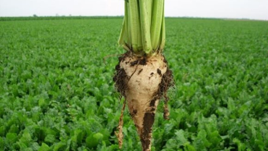 Viro planira preraditi 550.000 tona šećerne repe