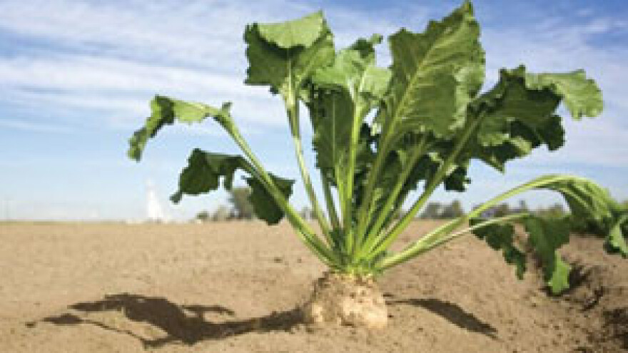 Neka šećerane napuste vojvođanske vrtove i okrenu se domaćem dvorištu