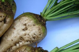 Digestija šećerne repe niža od planirane