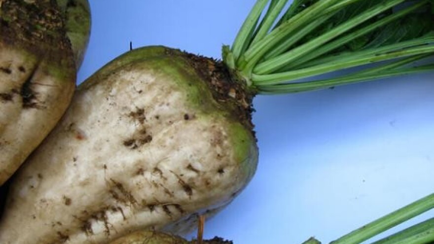 Digestija šećerne repe niža od planirane