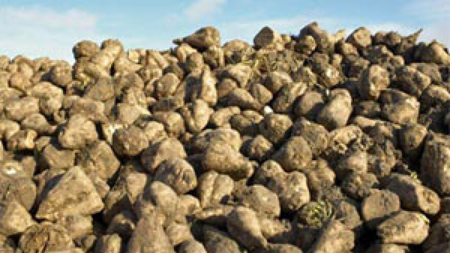 Rat za šećernu repu