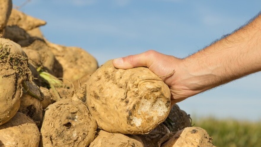 Otkupna cijena šećerne repe pada za 20 %