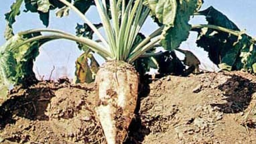 Osječka šećerana osvaja nova tržišta