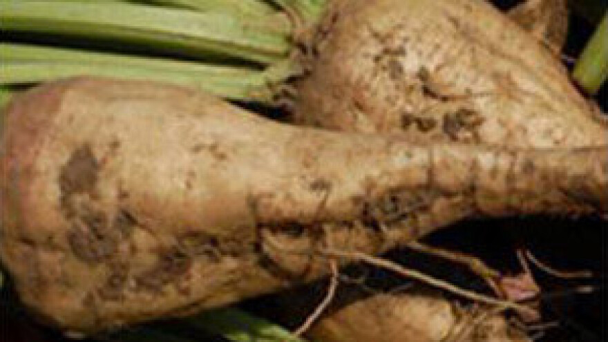 Sjetva šećerne repe