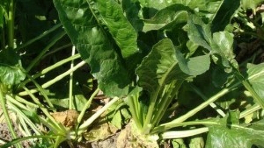 Umjesto 250, za tonu repe 300 kuna!!