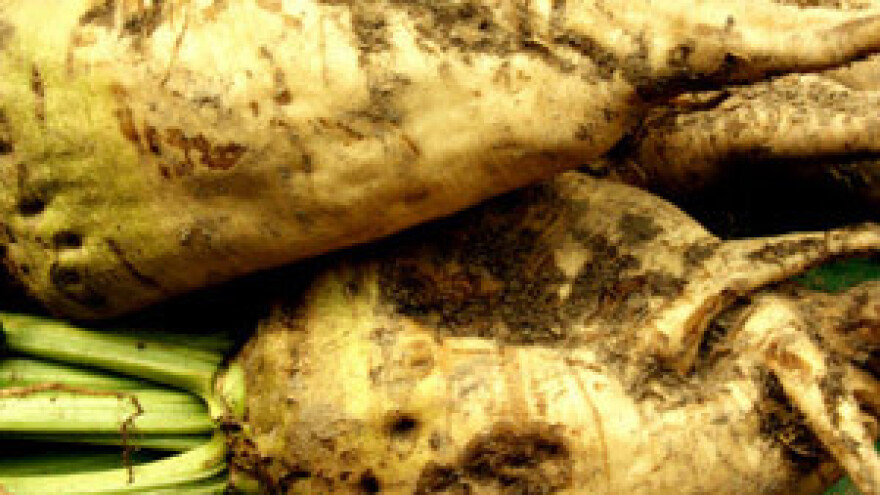 Viša cijena šećerne repe