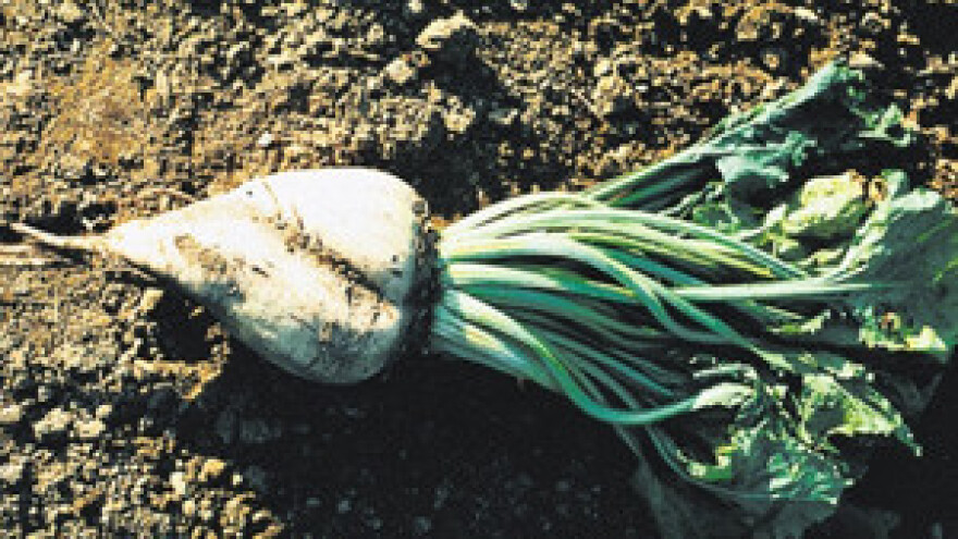 Srbi zabrinuti 'Hrvati zarađuju na našem šećeru!'