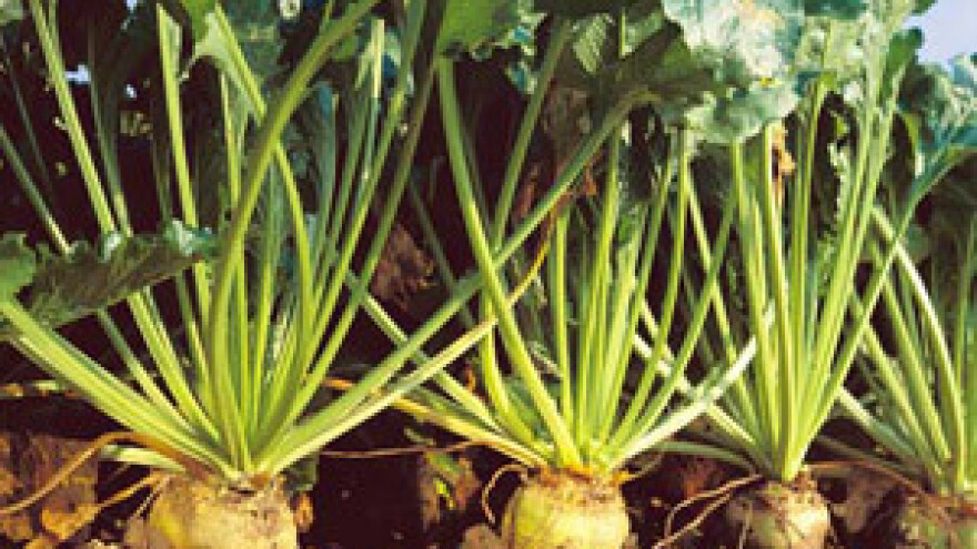 104. Kampanja prerade šećerne repe u Osijeku