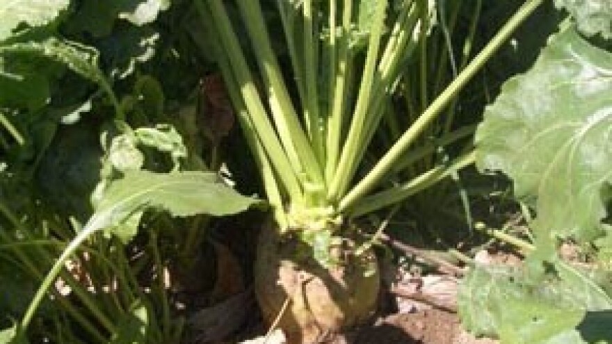 Počela kampanja prerade šećerne repe